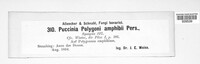 Uromyces polygoni-avicularis image